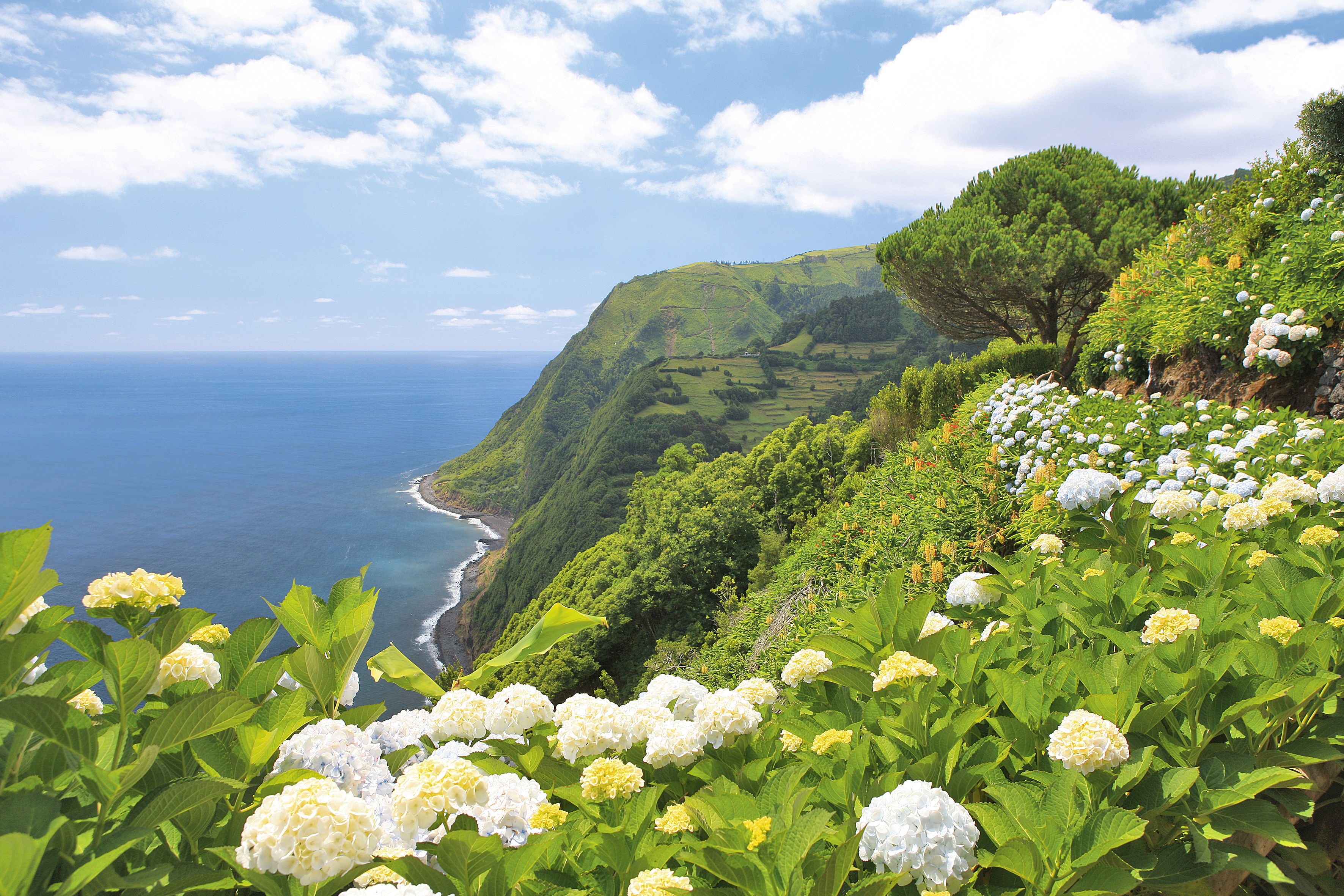 Blick auf die üppig grüne Steilküste von Nordeste auf der Azoreninsel São Miguel. Weiße Hortensienblüten säumen den Weg, während sich die Klippen dramatisch über dem tiefblauen Atlantik erheben. Das Bild zeigt die unberührte Natur und die beeindruckende Landschaft des Miradouro da Ponta do Sossego – ein Highlight jeder Azorenreise.