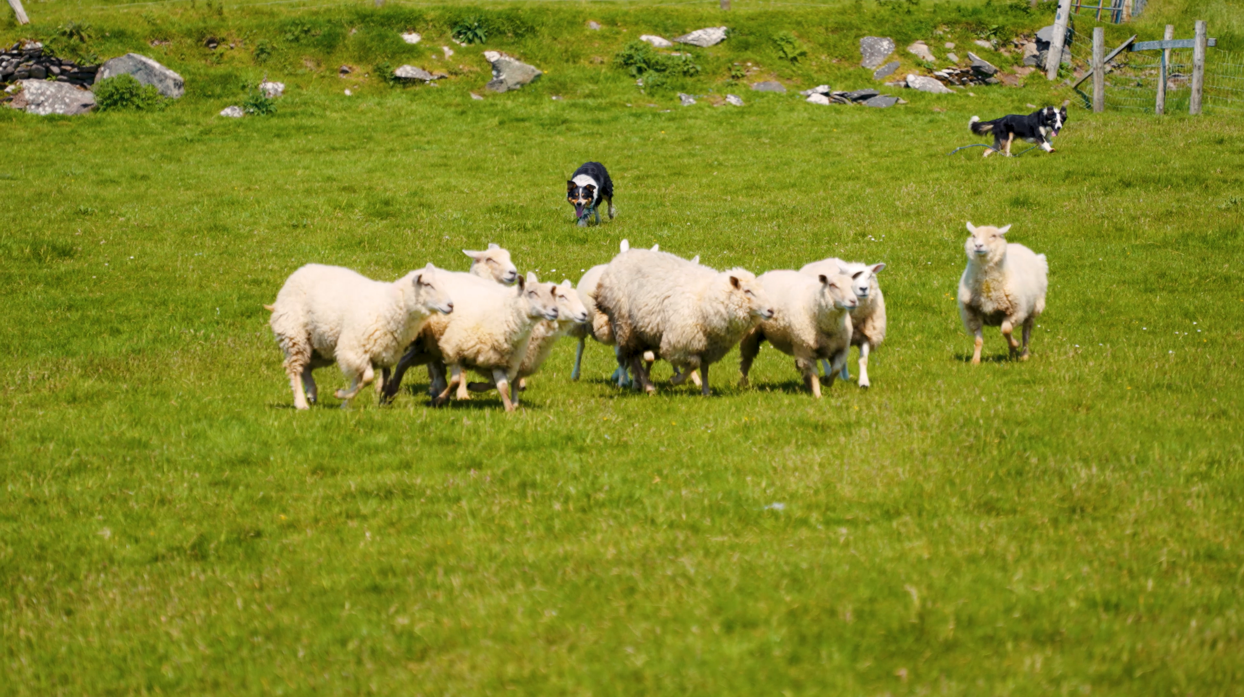 Eine dynamische Szene zeigt zwei Border Collies bei der Arbeit, wie sie gekonnt eine Schafherde über eine grüne Wiese in Irland treiben. Das Bild fängt einen typischen Moment einer Hütehunde-Demonstration ein, die die Intelligenz und den Arbeitswillen dieser Tiere verdeutlicht.