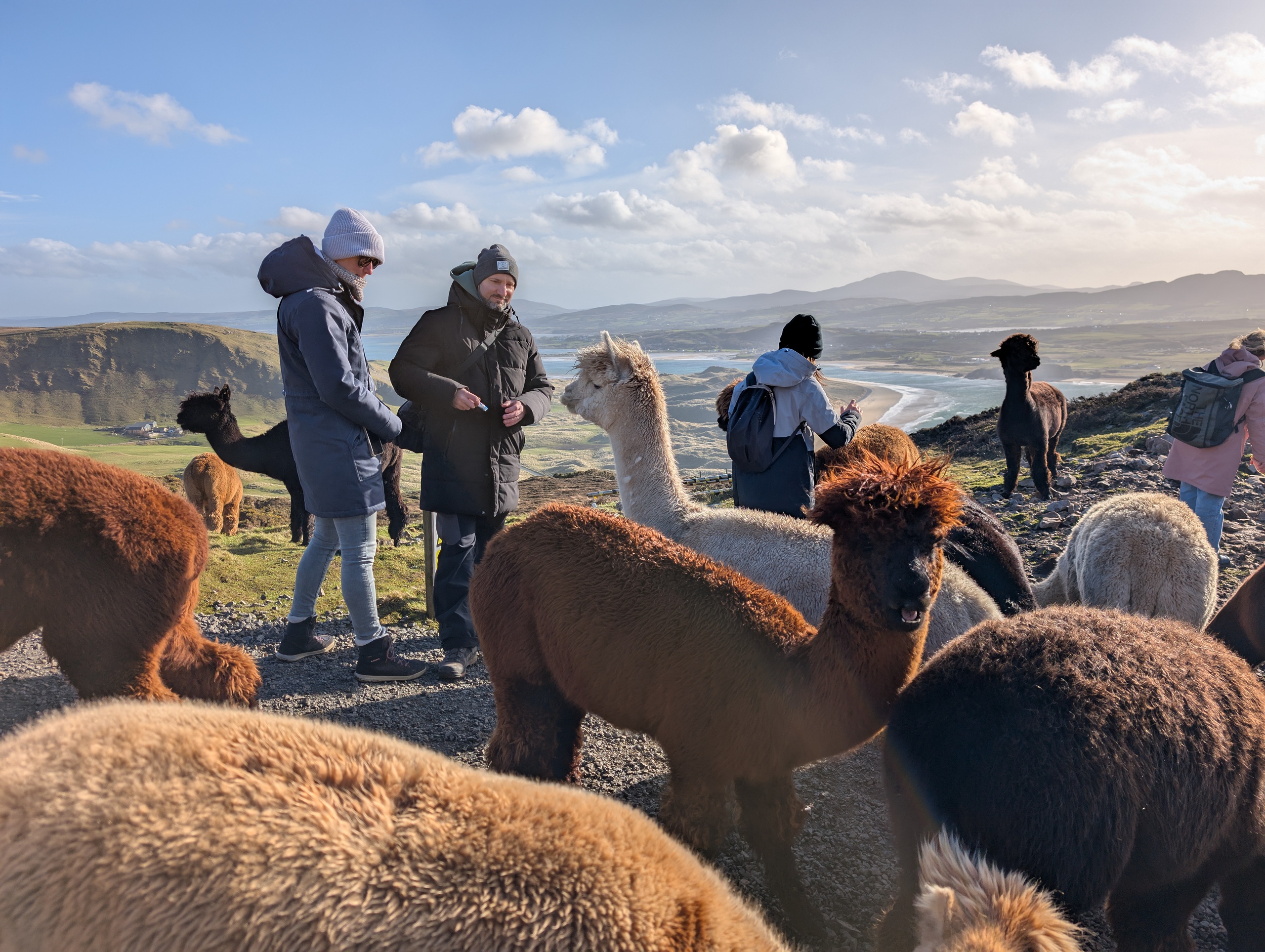Alpaka Wanderung am Malin Head
