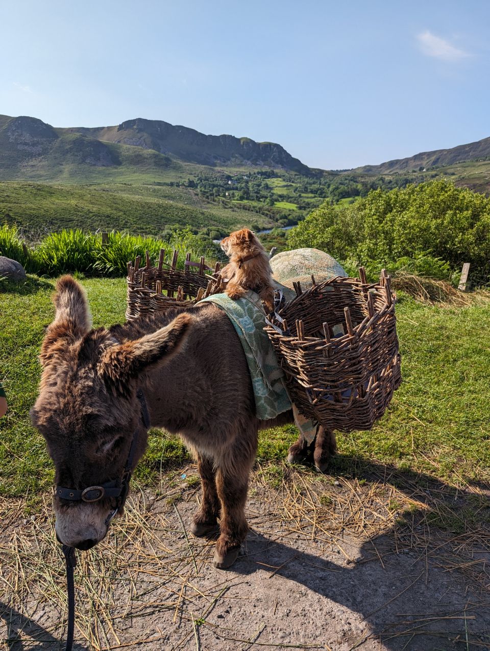 Ein besonders charmantes Duo ist hier am River Caragh Viewpoint in Irland zu sehen. Ein kleiner Hund reist auf dem Rücken eines Esels, der mit traditionellen Weidenkörben bepackt ist, durch die saftig grüne und hügelige Landschaft, was ein beliebtes und unvergessliches Fotomotiv darstellt.
