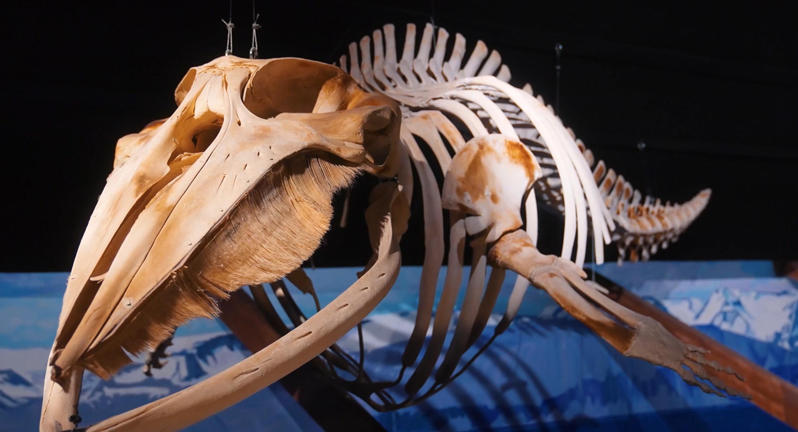 Majestätisch schwebt das riesige Skelett eines Wals in diesem Bild durch den Raum des „Whales of Iceland“-Museums in Reykjavík. Die Aufnahme zeigt das eindrucksvolle Exponat vor einer Kulisse, die an die arktische Heimat der Meeressäuger erinnert, und vermittelt die gewaltige Größe dieser Tiere.