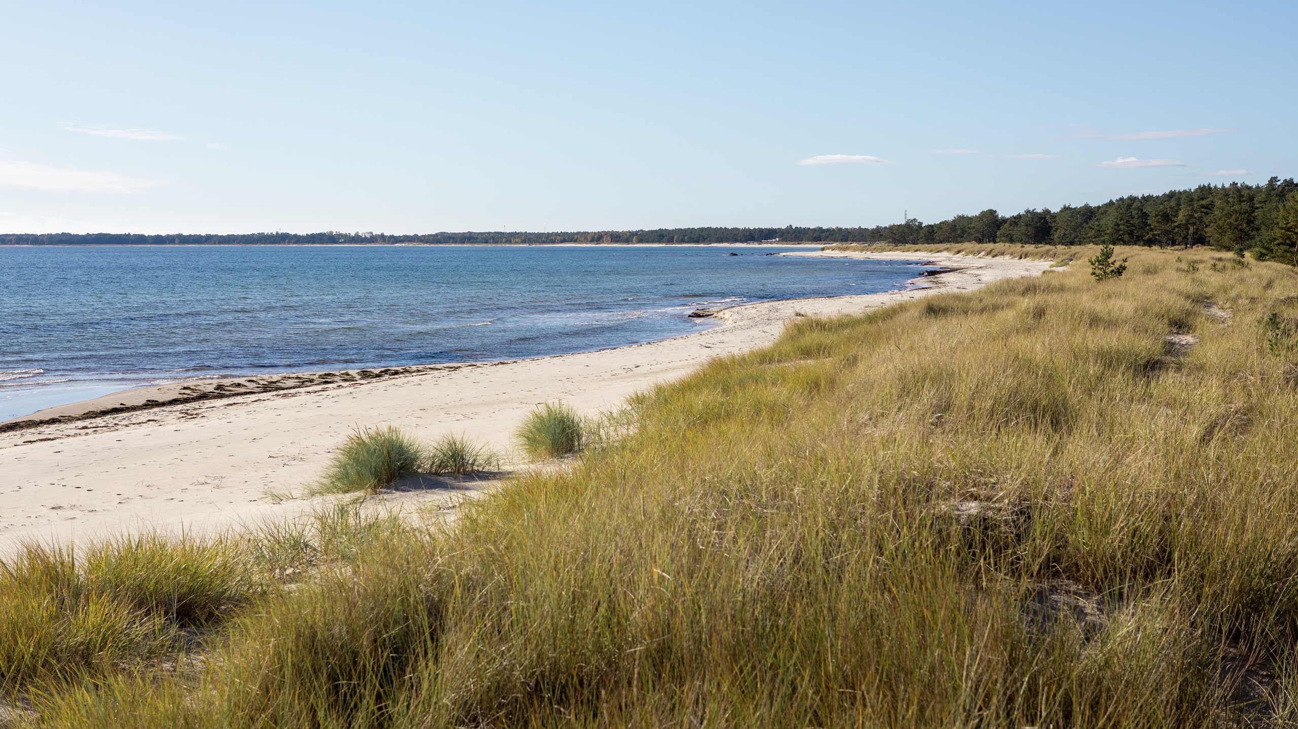 Sonneninsel Öland Bild des Strandes der Insel welcher von hohem Graß und Bäumen umgeben ist