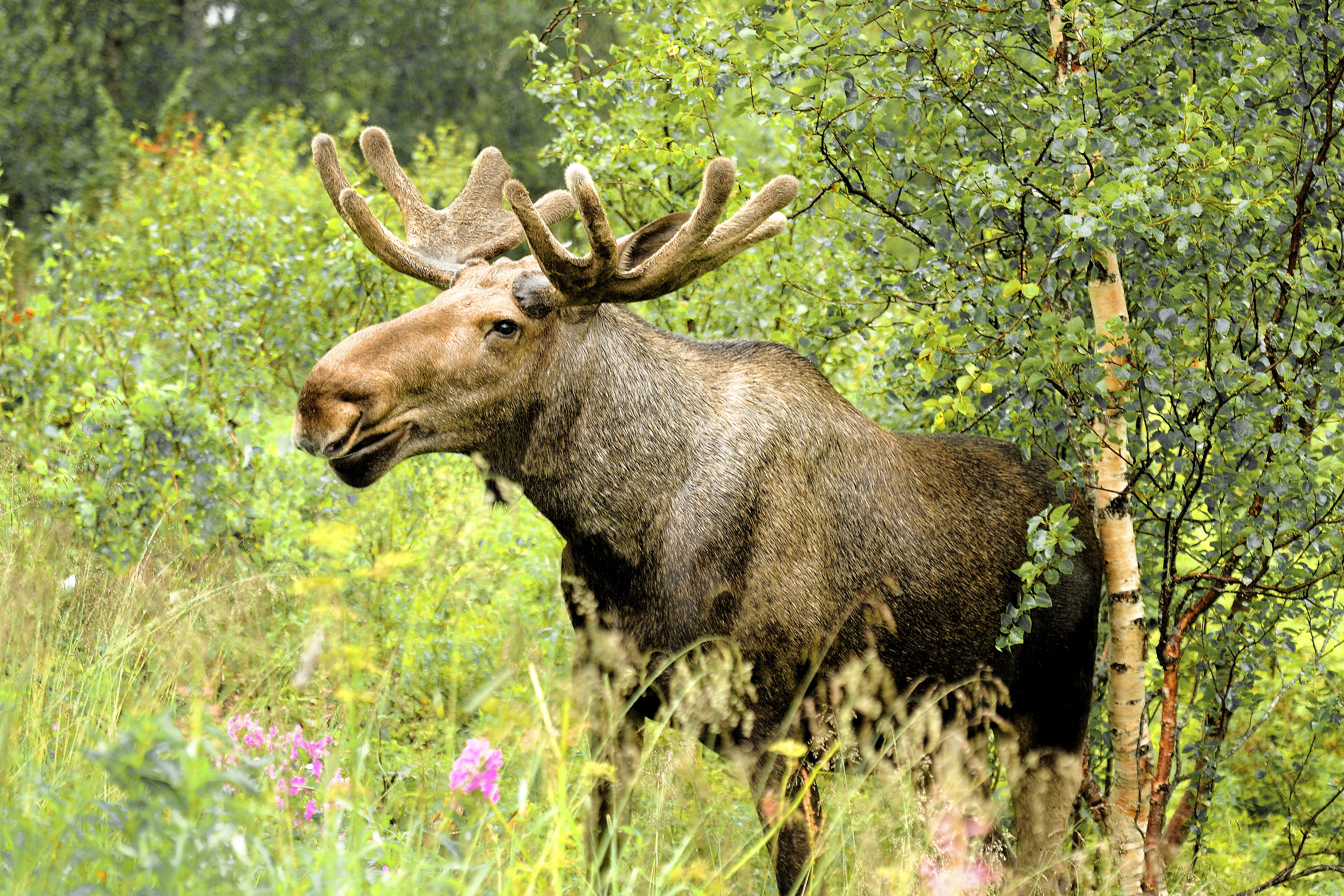 Elch im dichten Wald Schwedens Ein Elch steht zwischen grünen Bäumen und Sträuchern. Seine mächtigen Geweihstangen und das dichte Fell sind gut sichtbar - Symboltier der schwedischen Wildnis.