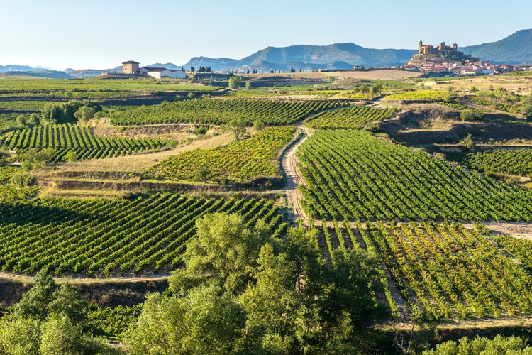 Die Weinberge von La Rioja erstrecken sich über sanfte Hügel mit einer mittelalterlichen Burg im Hintergrund. Das Bild zeigt die berühmte Weinregion im Norden Spaniens, in der Tradition und Genuss Hand in Hand gehen – ein ideales Ziel für Genießerreisen und kulturelle Rundreisen.