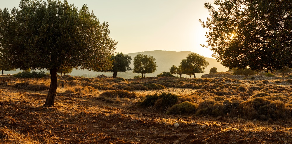 Weitläufige Olivenhaine liegen in goldenem Abendlicht vor einer sanften Hügellandschaft. Das Bild fängt die ruhige Atmosphäre des spanischen Südens ein und steht für traditionelle Landwirtschaft, mediterrane Natur und nachhaltigen Urlaub in Spanien. 