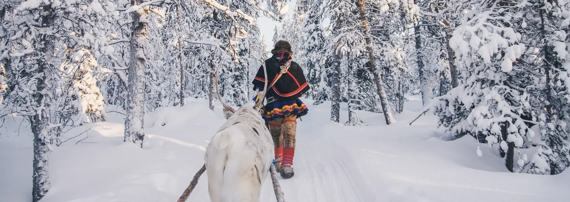 Rentier im Schnee Winter Schweden Wolters Rundreisen